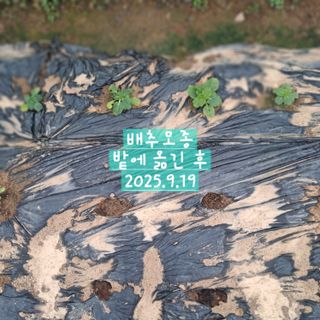 하명숙님의 배추 · 영농일지 작성글 사진