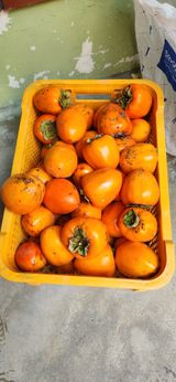 팜모닝 기타작물·영농일지 게시글 이미지