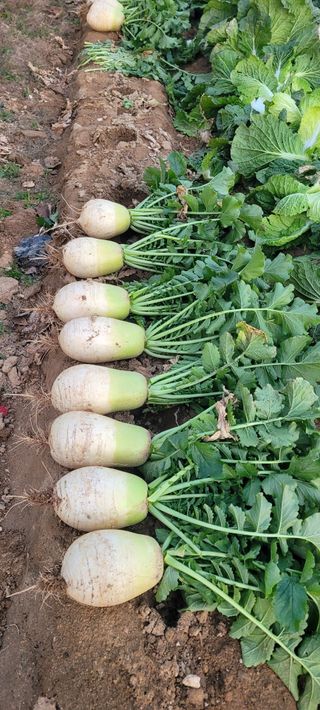 살구15128님의 기타작물 · 영농일지 작성글 사진