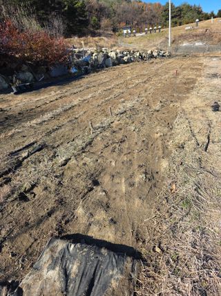 행운아님의 고추 · 영농일지 작성글 사진