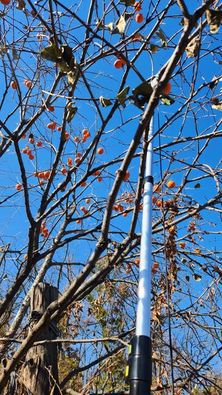 봉담고추님의 감 · 영농일지 작성글 사진