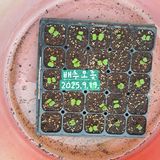 팜모닝 배추·영농일지 게시글 이미지