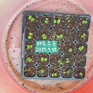 하명숙님의 배추 · 영농일지 작성글 사진