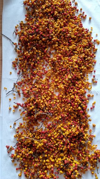 김지철님의 기타작물 · 영농일지 작성글 사진