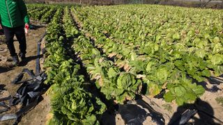 가야산아래촌농님의 기타작물 · 영농일지 작성글 사진