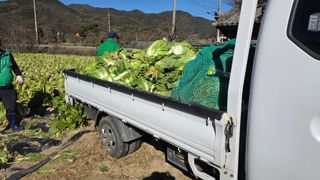 가야산아래촌농님의 기타작물 · 영농일지 작성글 사진
