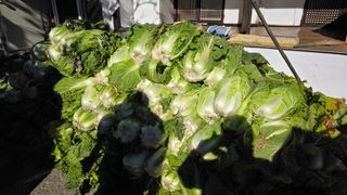 가야산아래촌농님의 기타작물 · 영농일지 작성글 사진