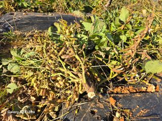 심기정님의 콩 · 영농일지 작성글 사진