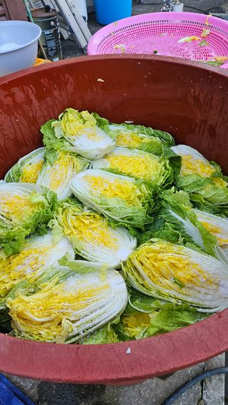 이순정님의 기타작물 · 영농일지 작성글 사진