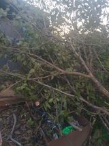 팜모닝 기타작물·영농일지 게시글 이미지