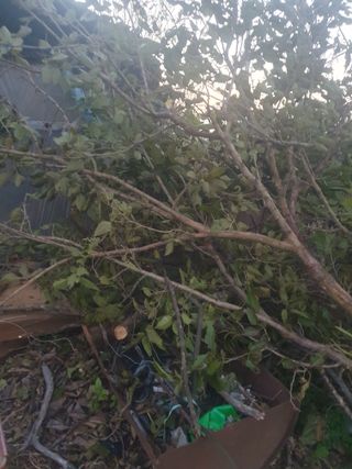 이영준님의 기타작물 · 영농일지 작성글 사진