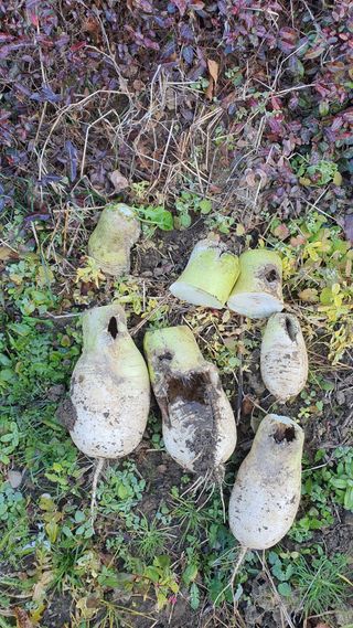 홍광희님의 기타작물 · 영농일지 작성글 사진