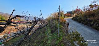 달맛햇복숭아농원님의 복숭아 · 영농일지 작성글 사진