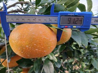 라이온3241님의 귤 · 영농일지 작성글 사진