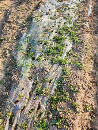 박정석님의 양파 · 영농일지 작성글 사진