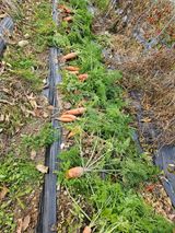 팜모닝 기타작물·영농일지 게시글 이미지