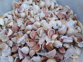 화우농원님의 마늘 · 영농일지 작성글 사진