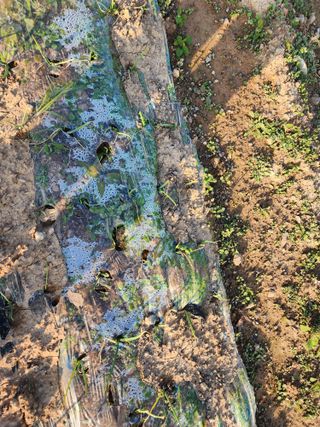 박정석님의 양파 · 영농일지 작성글 사진