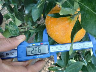 라이온3241님의 귤 · 영농일지 작성글 사진