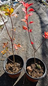 팜모닝 기타작물·영농일지 게시글 이미지