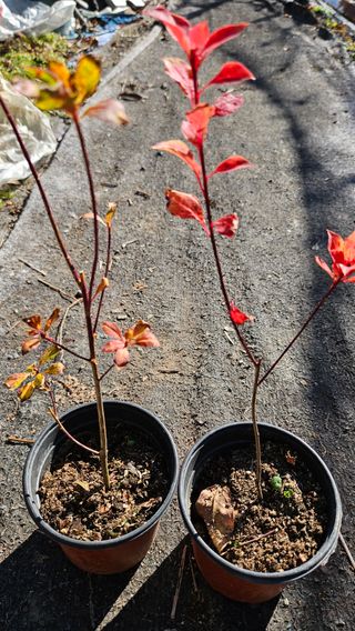 대봉농원 이경화님의 기타작물 · 영농일지 작성글 사진