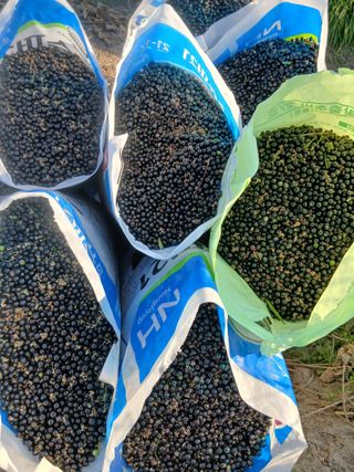 무료지식나눔 팜닥터님의 기타작물 · 영농일지 작성글 사진