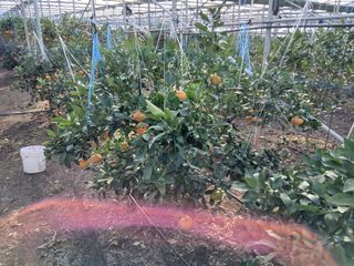 라이온3241님의 귤 · 영농일지 작성글 사진