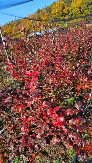 대봉농원 이경화님의 블루베리 · 영농일지 작성글 사진