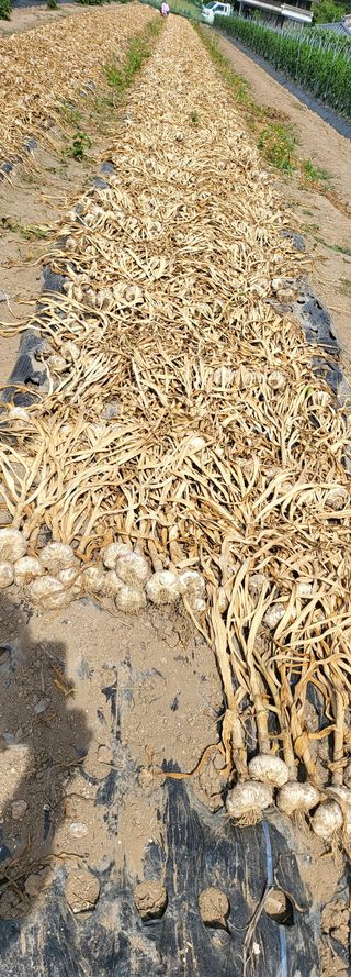 전자현님의 기타작물 · 영농일지 작성글 사진