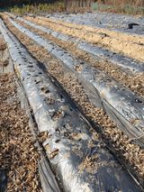 팜모닝 기타작물·영농일지 게시글 이미지