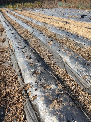 샤이니바다님의 기타작물 · 영농일지 작성글 사진