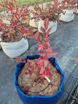 박영희님의 블루베리 · 영농일지 작성글 사진