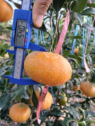 라이온3241님의 귤 · 영농일지 작성글 사진