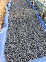 팜모닝 콩·영농일지 게시글 이미지