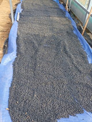 이철우님의 콩 · 영농일지 작성글 사진