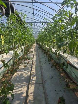 김호진님의 기타작물 · 영농일지 작성글 사진