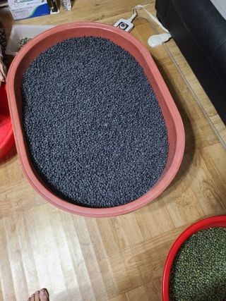 고추님의 콩 · 영농일지 작성글 사진