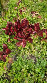 팜모닝 상추·영농일지 게시글 이미지