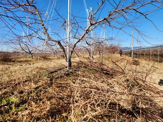 꿀복이농장님의 복숭아 · 영농일지 작성글 사진