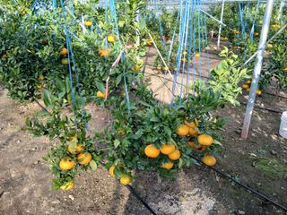 라이온3241님의 귤 · 영농일지 작성글 사진