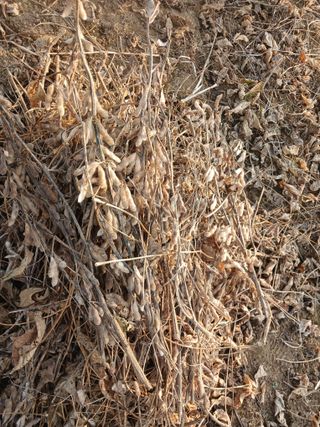 자기왕사랑해님의 기타작물 · 영농일지 작성글 사진