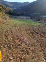 팜모닝 기타작물·영농일지 게시글 이미지