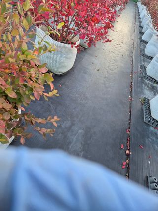 박영희님의 블루베리 · 영농일지 작성글 사진