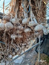 팜모닝 마늘·영농일지 게시글 이미지