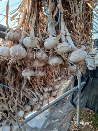 화우농원님의 마늘 · 영농일지 작성글 사진