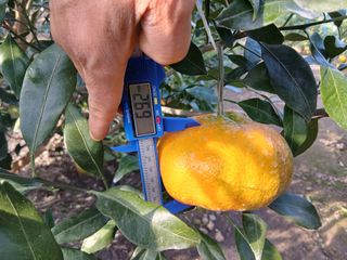 라이온3241님의 귤 · 영농일지 작성글 사진