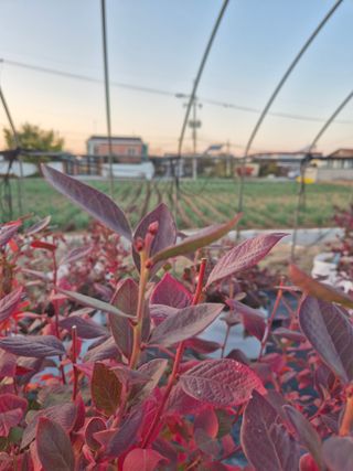 박영희님의 블루베리 · 영농일지 작성글 사진
