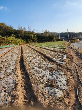 박정석님의 양파 · 영농일지 작성글 사진