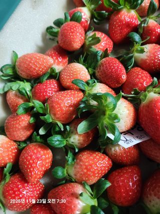 상월딸기 박명근님의 딸기 · 영농일지 작성글 사진
