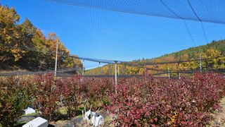 대봉농원 이경화님의 블루베리 · 영농일지 작성글 사진